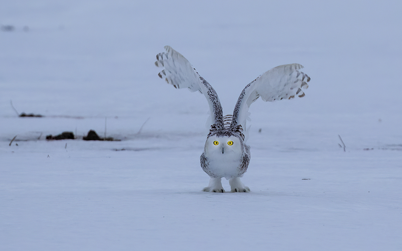 Snowy Owl